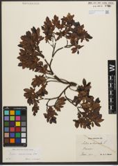 Foto von Salix waldsteiniana Willd.